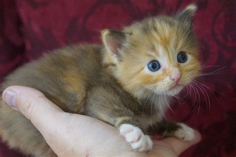 Cinnamon Ragdoll Kitten Ragdoll Kittens For Sale