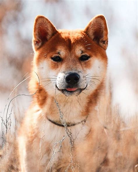 350 Shiba Inu Names With Meanings Awesome And Adorable Ideas For Your