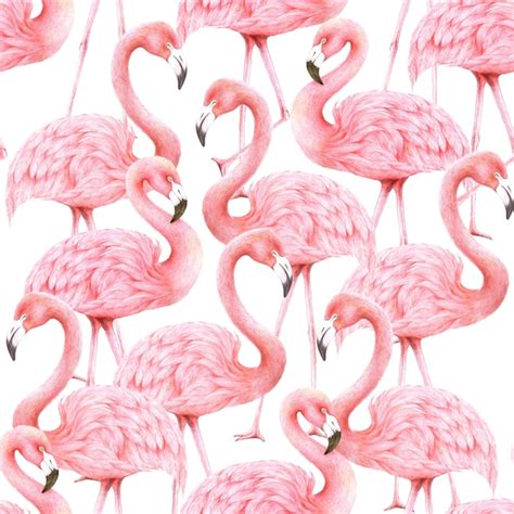 Premium Photo Pink Flamingos Wallpaper