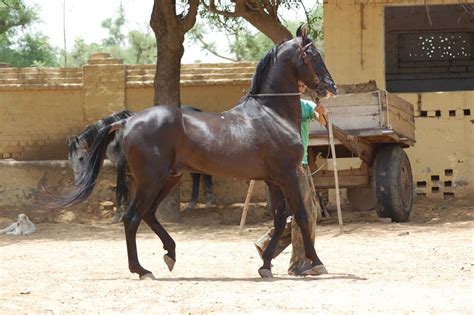 India's horse race industry has nine racecourses, managed by. Marwari horse (indigenous horses of india)