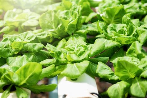 Premium Photo Lettuces In Garden Organic Vegetable Planting