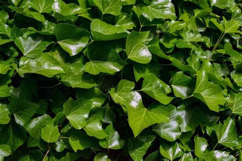 Growing English Ivy Plant Hedera Helix A Full Guide Gardening Tips