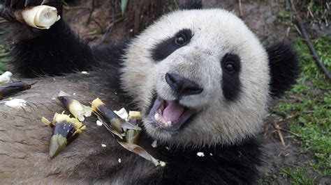 Endangered Giant Panda Population On The Rise