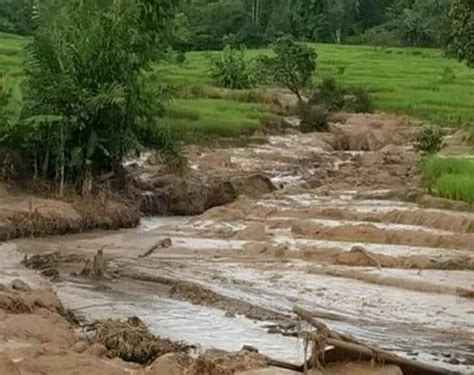 Terancam Gagal Panen Puluhan Hektar Sawah Petani Diterjang Banjir