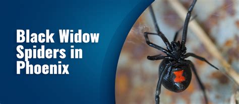 Treating For Black Widow Spiders In Phoenix Az Blue Sky Pest Control
