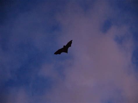 オガサワラオオコウモリ Bonin Flying Fox Pteropus Pselaphon Lay 182 Flickr