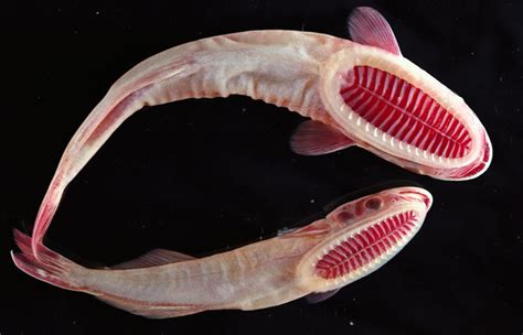 These Underwater Creatures Look Like Something From A Different Planet
