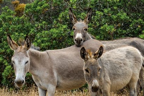 2 Brown And Grey Donkey Closeup Photography · Free Stock Photo