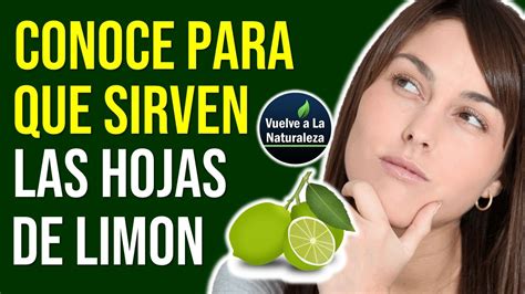 La hierba prodigiosa responde al nombre científico brickellia mucho se ha hablado acerca de las variadas propiedades curativas que contiene la prodigiosa. PARA QUE SIRVE LAS HOJAS DE LIMON - YouTube