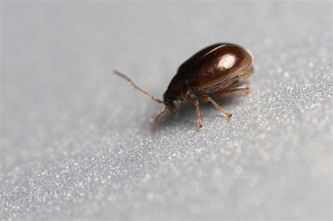 We did not find results for: Small bugs — Digital Grin Photography Forum