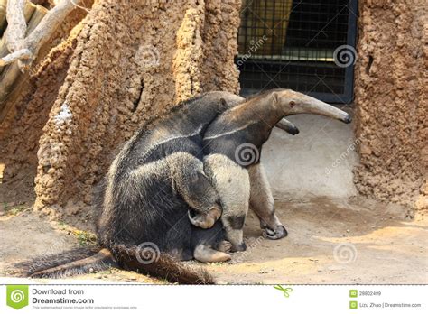 Anteaters Mating Royalty Free Stock Images Image 28802409