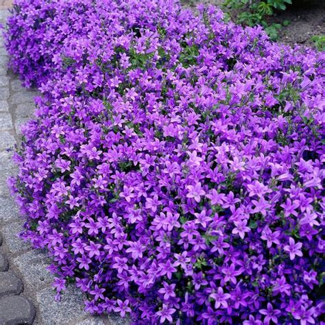 18 Best Flowering Ground Cover Plants Balcony Garden Web