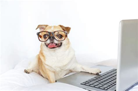 Funny Photos Of Dogs Working From Home Readers Digest Canada