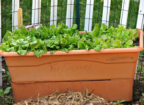 To grow a container garden successfully, you need to know about these few tips to take you for many people, container gardening is the best way to start a garden. How To Get A Good Start With Container Gardening | WisContext