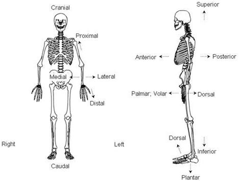 Anatomical Terms Of Locationdirectional Terms Lifesun Human Body