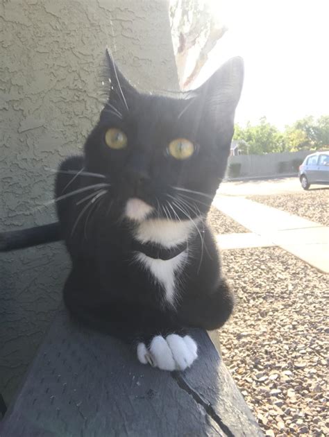 Lost Cat Unknown In Mesa Az Lost My Kitty