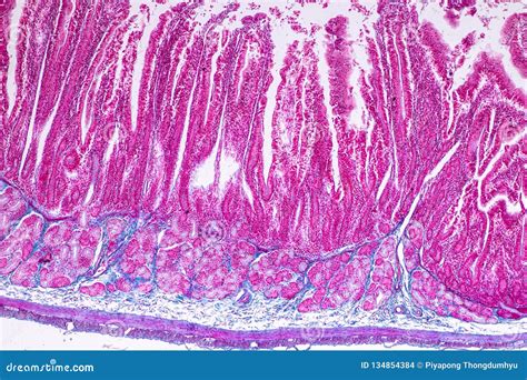 Histology Of Jejunum Micrograph Royalty Free Stock Photo