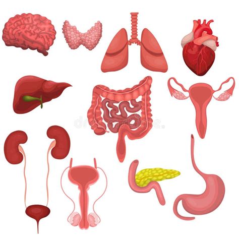 A Set Of Human Organs Vector Image Isolated On White Background Stock