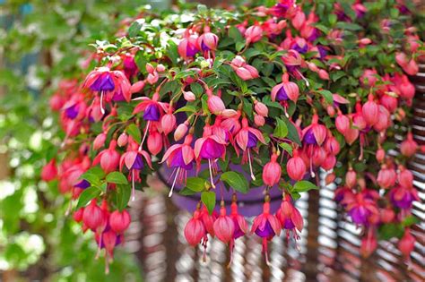 How To Prepare Your Fuchsia Flowers For Winter Gardeners Path