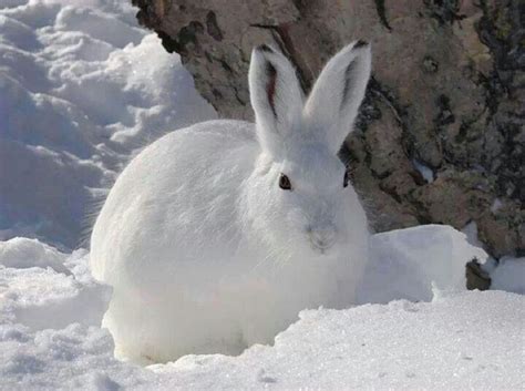 Snow Bunny Cute Animals Animals Cute Little Animals