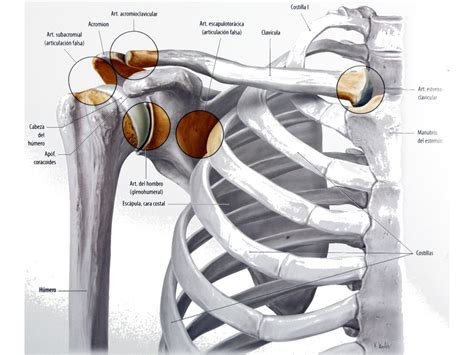 Anatomía De Los Huesos De La Clavícula Omóplato Y Húmero
