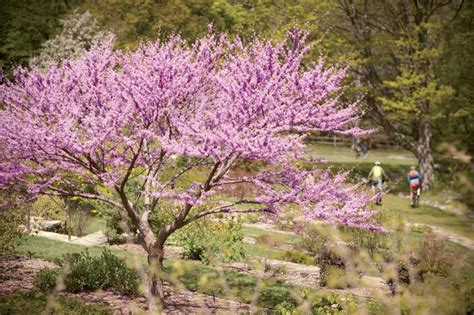 A dwarf palm tree that grows 6 to 12 feet tall and has graceful, feathery fronds. The Best Spring Festivals and Flower Spots in New England ...