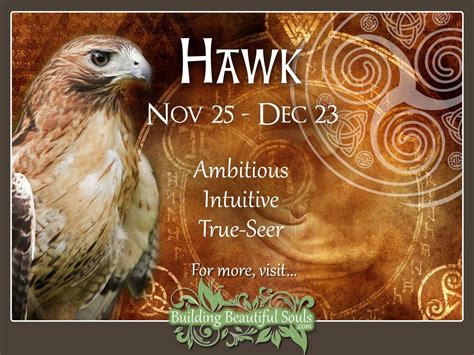 Hawk Or Falcon Celtic Zodiac Sign Meanings Traits Personality