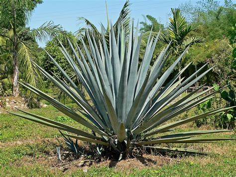 Mezcal tends to use more traditional techniques mescaline is the active substance in the peyote cactus not the agave plant. G&G International Commerce