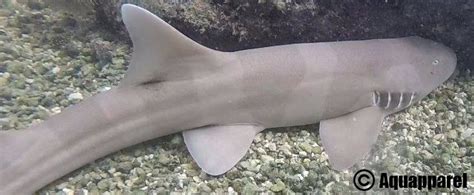 The Brown Banded Bamboo Shark In 2021 Pet Shark Aquarium Sharks Pet