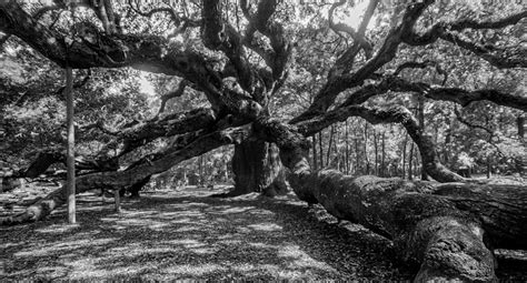 Angel Oak Tree Photograph By Rc Pics Fine Art America