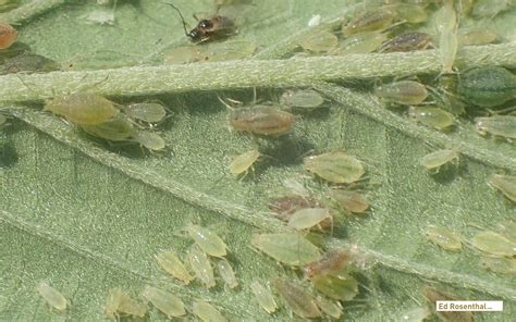Aphids What You Want To Know About Them And How To Organically Get Rid