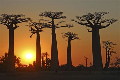 Madagascar, island country lying off the southeastern coast of africa. Madagaskar - Im Land der Baobabs | Reise #5317