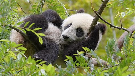 Precious Pandas San Diego Zoo Wildlife Explorers