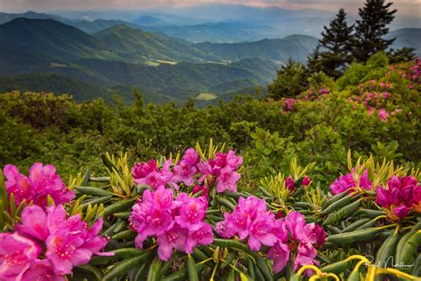 Rhododendrons On Grassy Ridge Roan Mountain View Of The Flickr