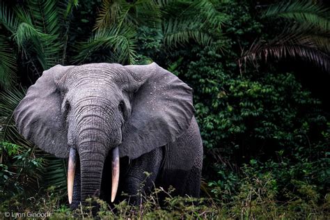 Forest Elephants Africa Wild