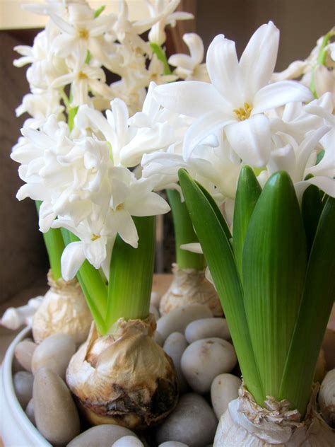 I bought this hyacinth as a bulb and grew it to full bloom in a pot in my dorm room. Chronica Domus: The Sweet Smell of Hyacinths