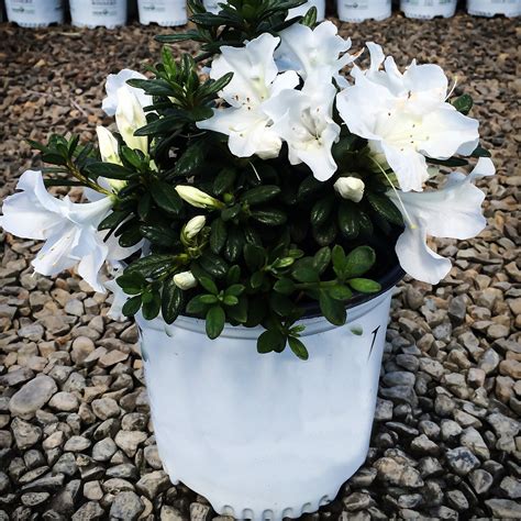White Bloom A Thon Azaleas For Sale Online The Tree Center