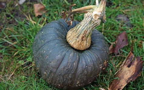 15 Black Pumpkins 🎃 🖤 Best Varieties For Spooky Fall Decor