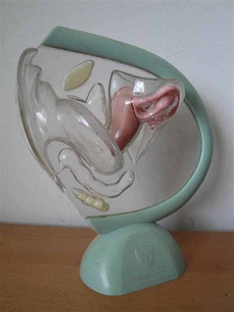 vintage plastic vagina medical display