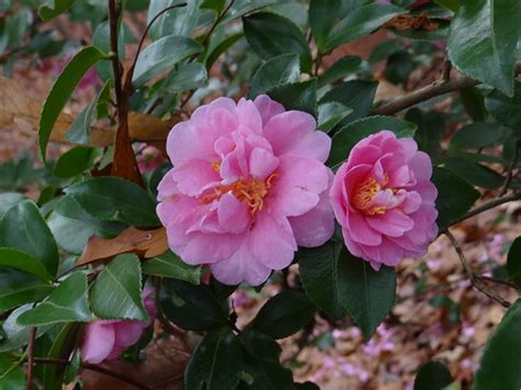 State Botanical Garden Of Georgia Camellia Jaci Starkey Flickr