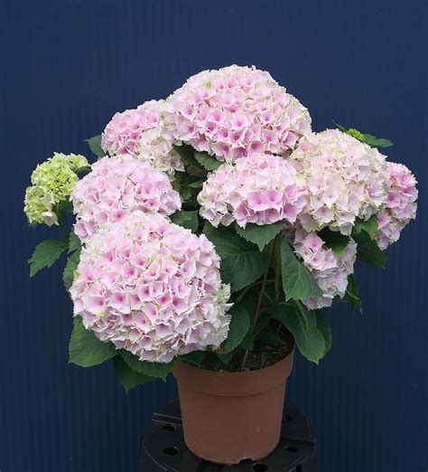 Plants And Flowers Hydrangea Macrophylla Forever Pink