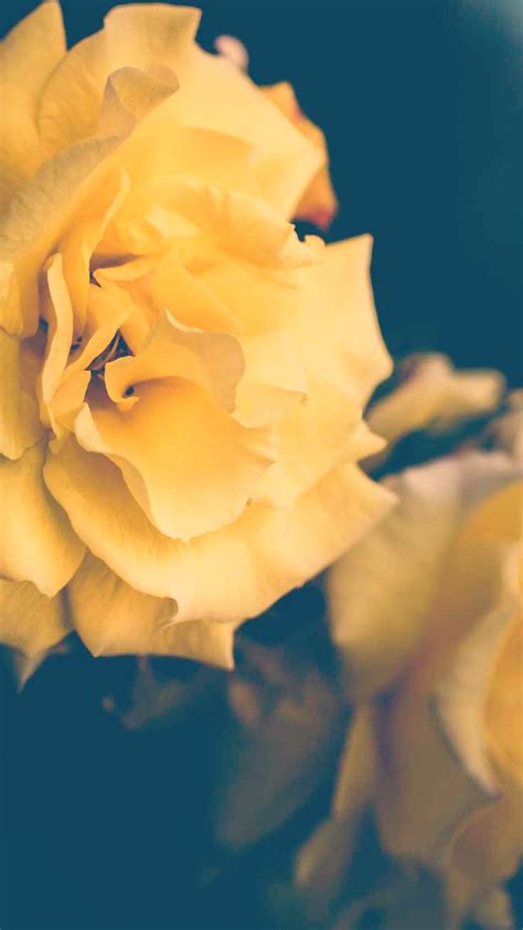 Yellow Roses Iphone Wallpaper Preppy Wallpapers