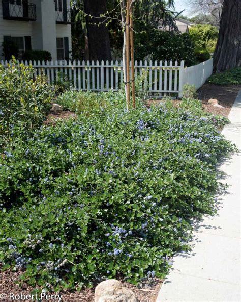 Yankee Point Wild Lilac Waterwise Garden Planner