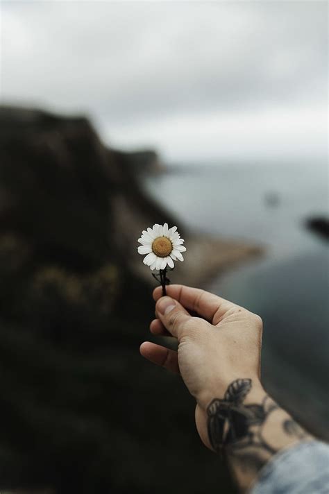 Pin di kumpulan gambar bunga. Gratis Tato Bunga Foto Piqsels