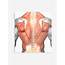Back Shoulder Muscle Anatomy