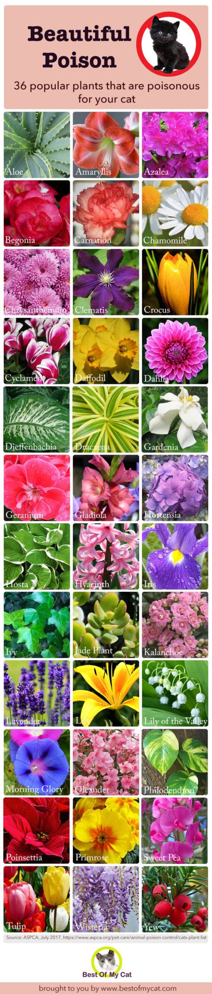 Lily flowers dangerous to cats. Plants Poisonous To Cats - Infographic - Best Of My Cat
