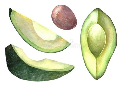 Avocado Piece Watercolor Hand Draw Illustration Isolated On White