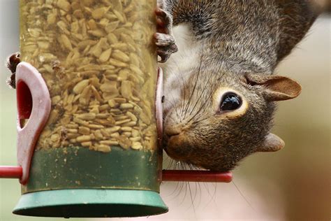 You can use the rustling of not yet fallen leaves to help you locate squirrels in trees, though the same leaves that give away their position help to camouflage them as well. Easy Tips to Keep Squirrels Out of Bird Feeders