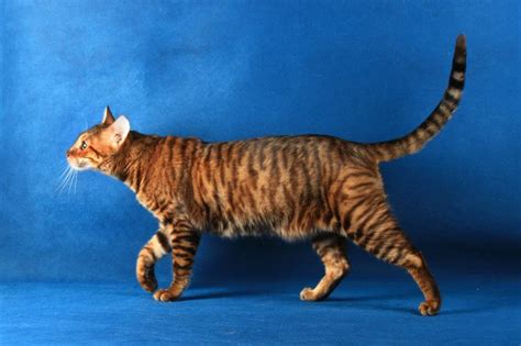 Striped Cat Breeds Cat World