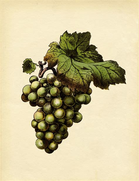 instant art botanical green grapes  graphics fairy